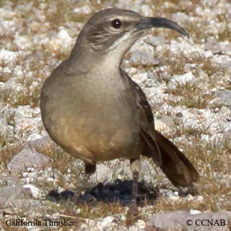 California Thrasher