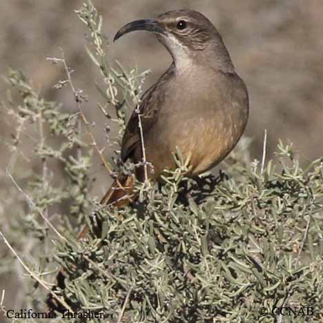 Birds of North America