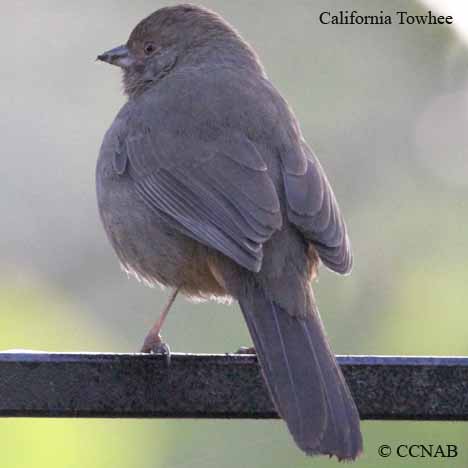 California Towhee