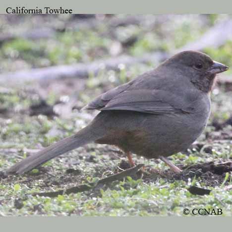 California Towhee