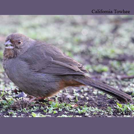 California Towhee