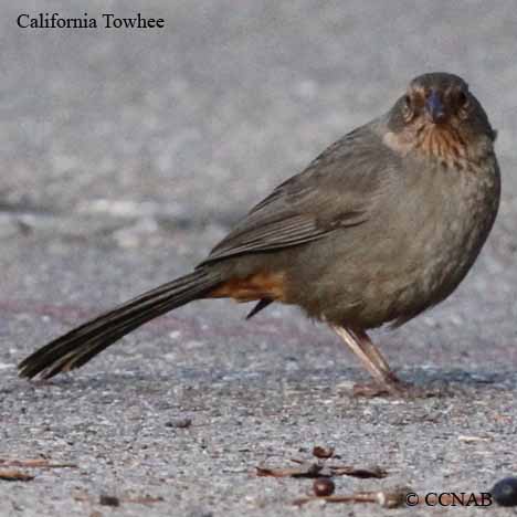 California Towhee