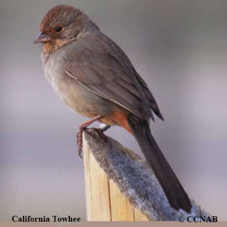 California Towhee