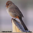 California Towhee range map