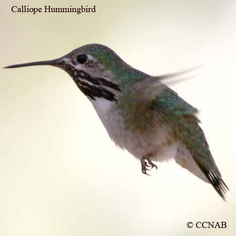 Calliope Hummingbird