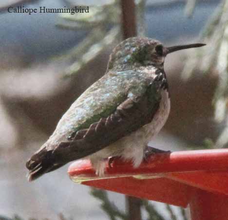 Calliope Hummingbird