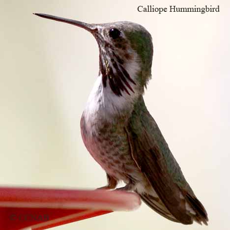 Calliope Hummingbird