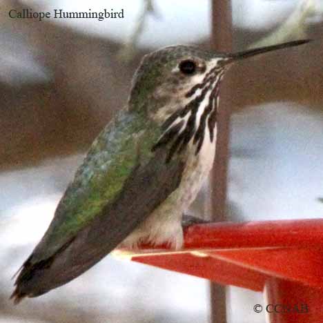 Calliope Hummingbird