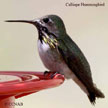 Calliope_Hummingbird range map