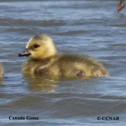 Canada Goose