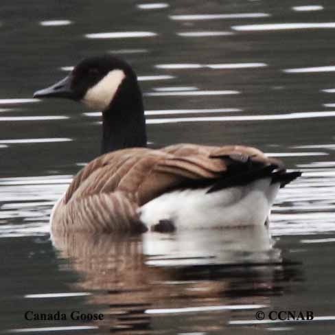 Canada Goose