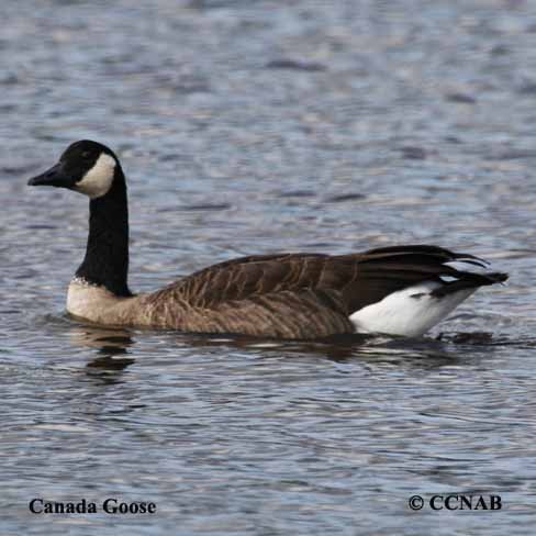 mating pairs, adult birds, geese