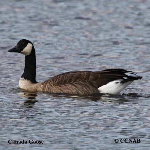 Canada Goose