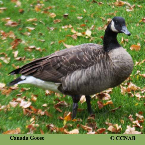 Canada Goose