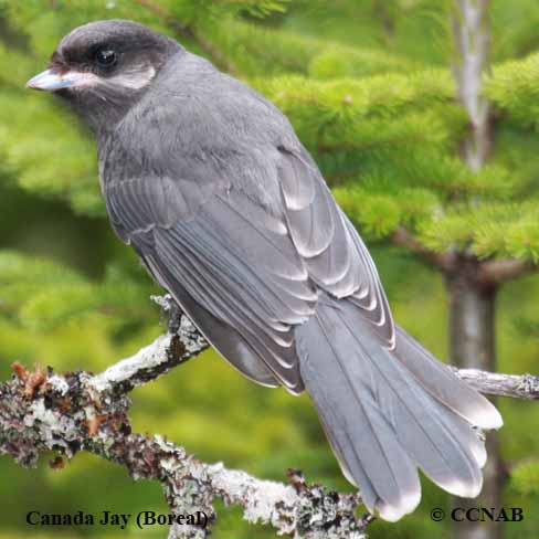 Canada Jay (Boreal)