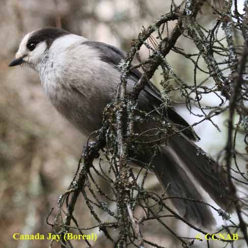 Canada Jay (Boreal)