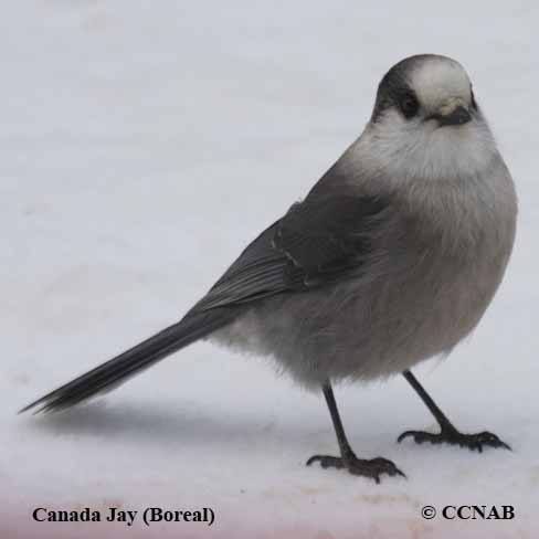 Canada Jay (Boreal)