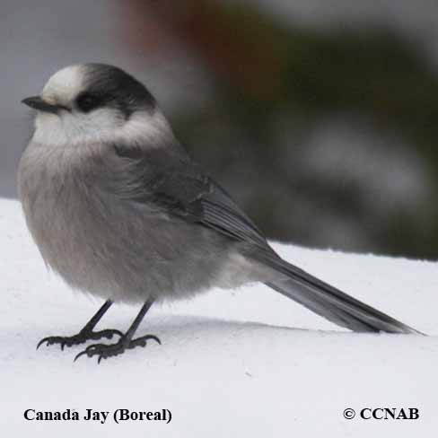 Birds of North America