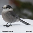 Canada Jay Boreal range map