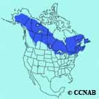 Canada Jay (Boreal) range map