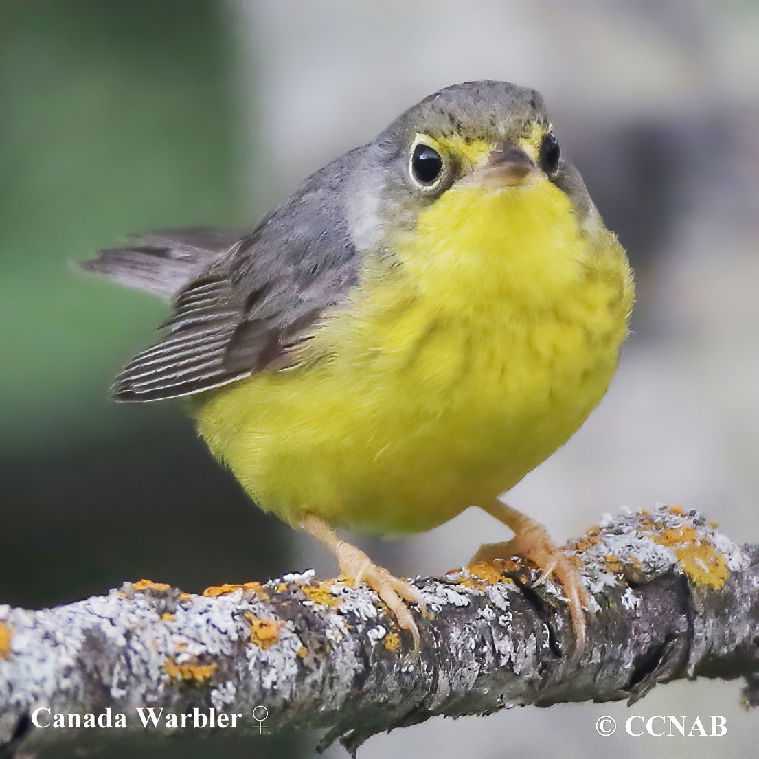 Canada Warbler