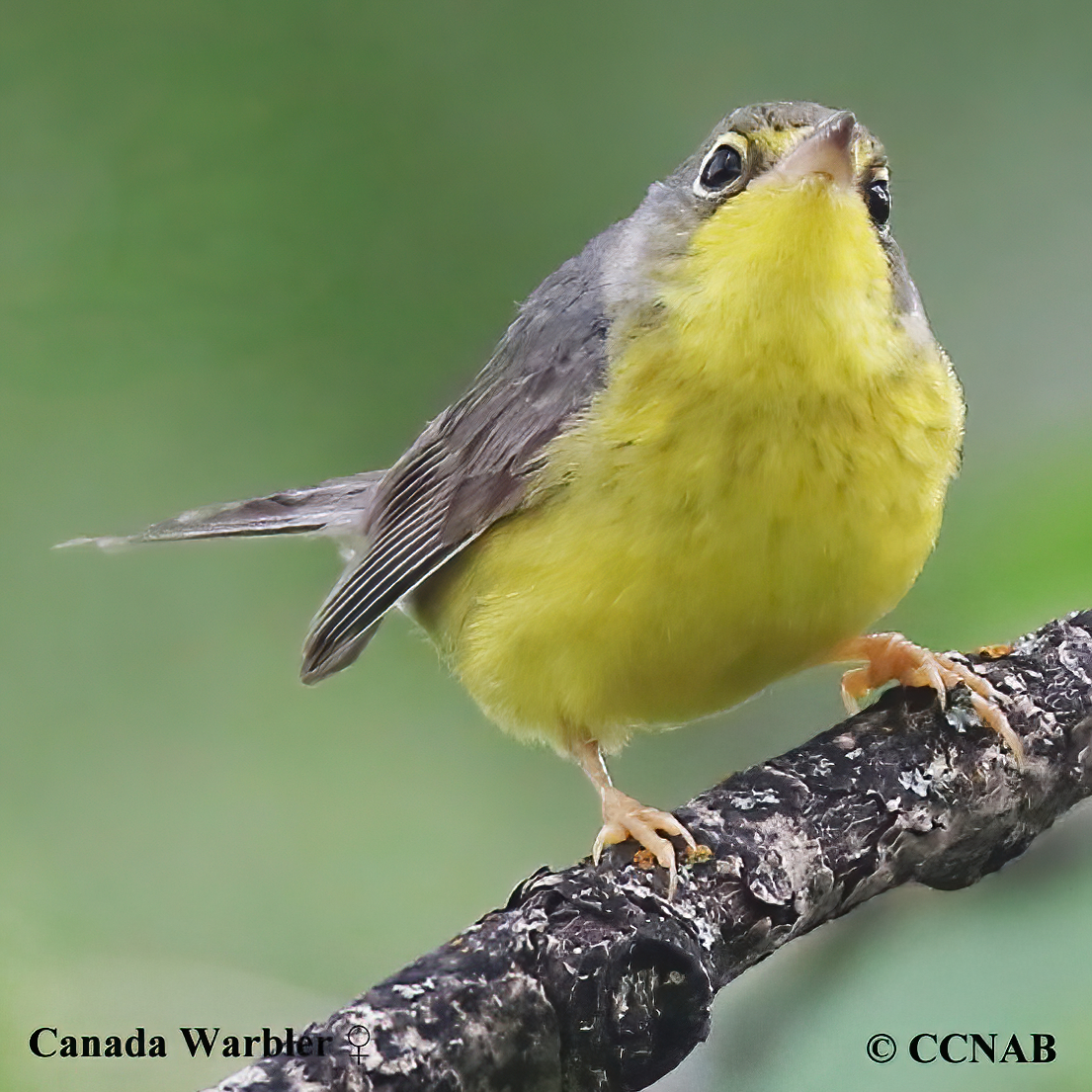 Canada Warbler