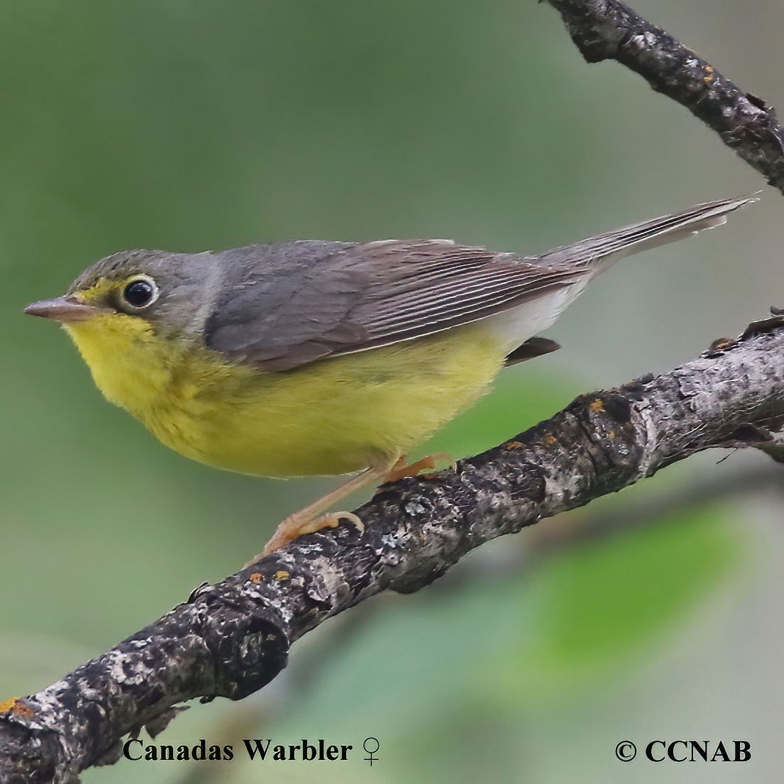 Canada Warbler