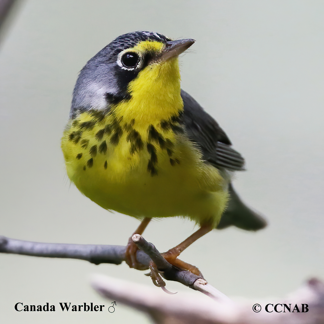 Canada Warbler