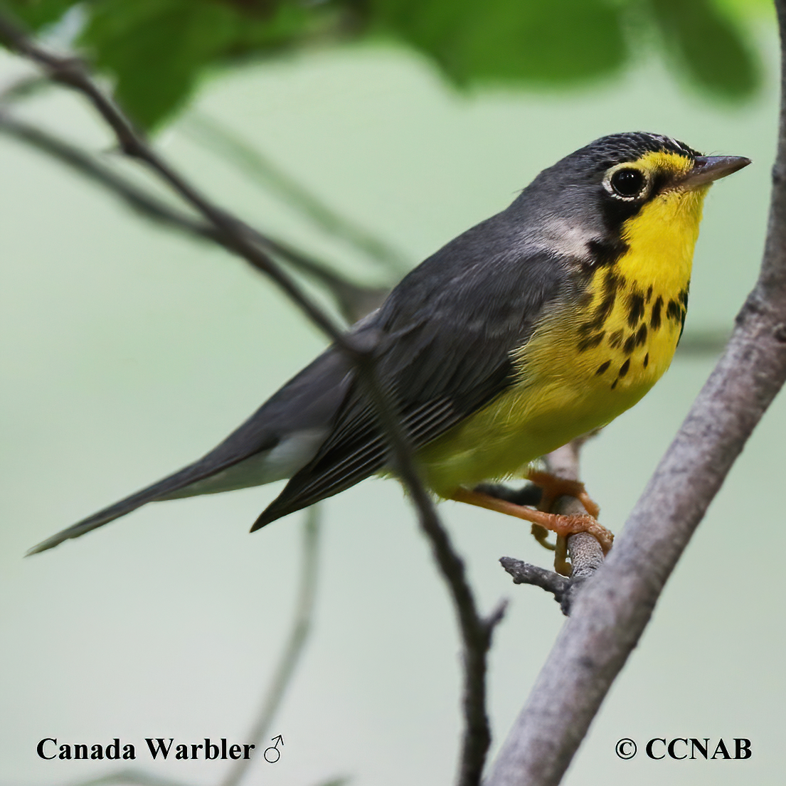 Birds of North America