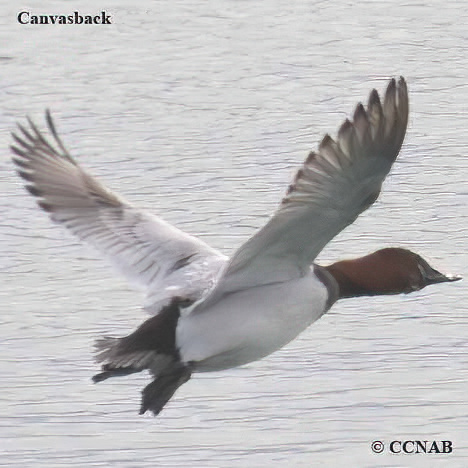 Canvasback