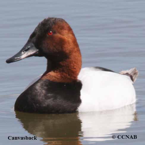 Canvasback