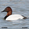 Canvasback range map