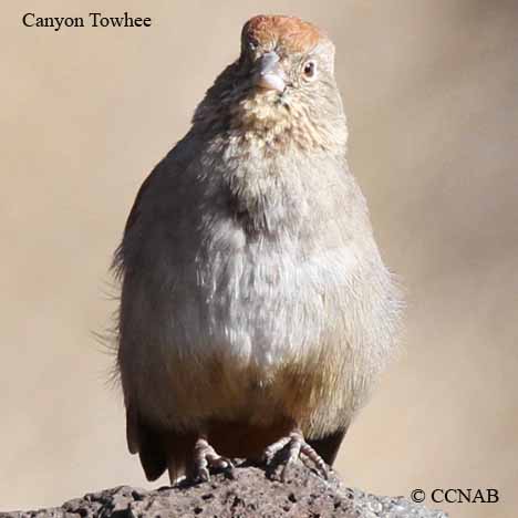 Canyon Towhee