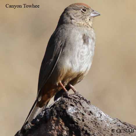 Canyon Towhee