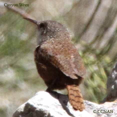 Canyon Wren