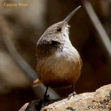 Canyon Wren