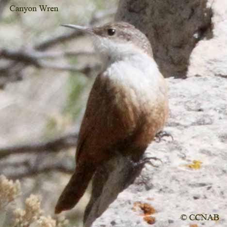 Canyon Wren