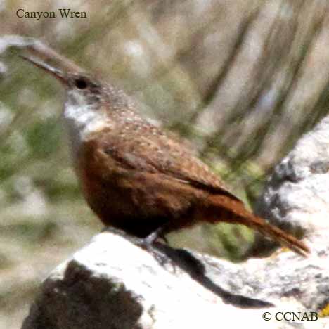 Canyon Wren