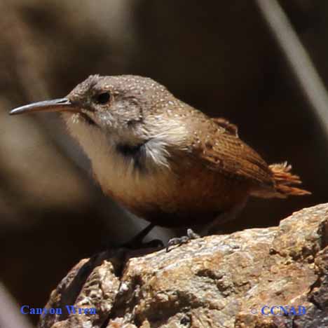 Birds of North America