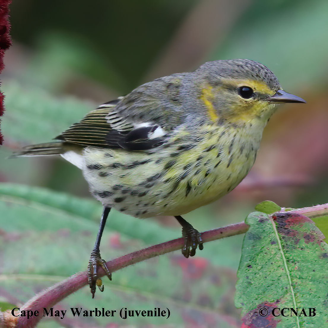 Cape May Warbler