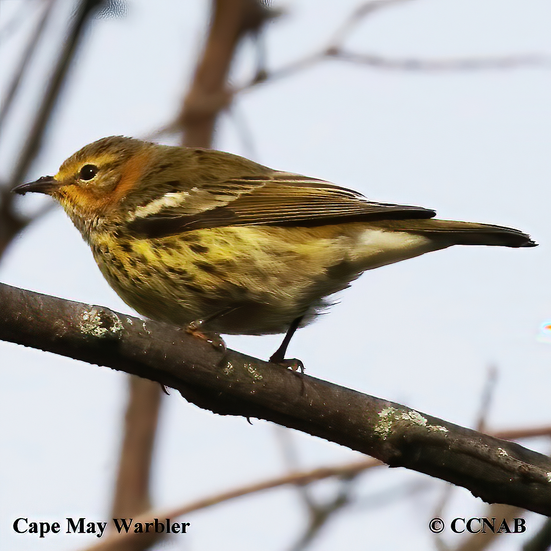 Cape May Warbler