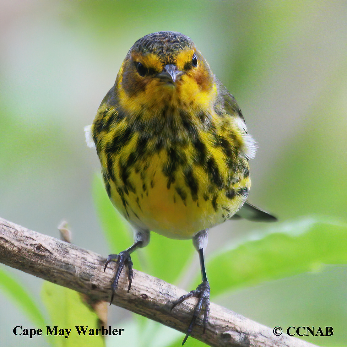 Cape May Warbler