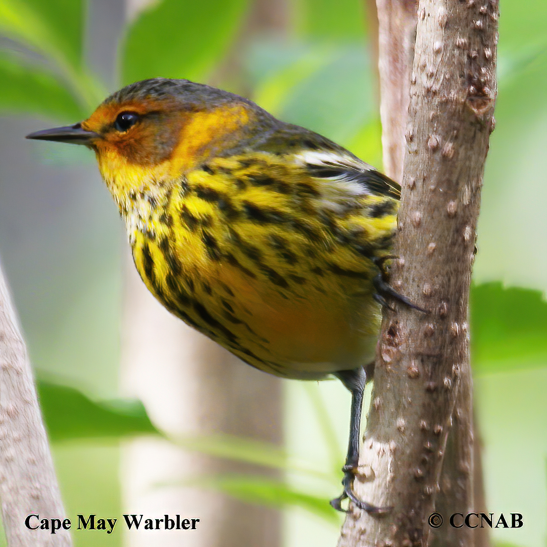 Cape May Warbler