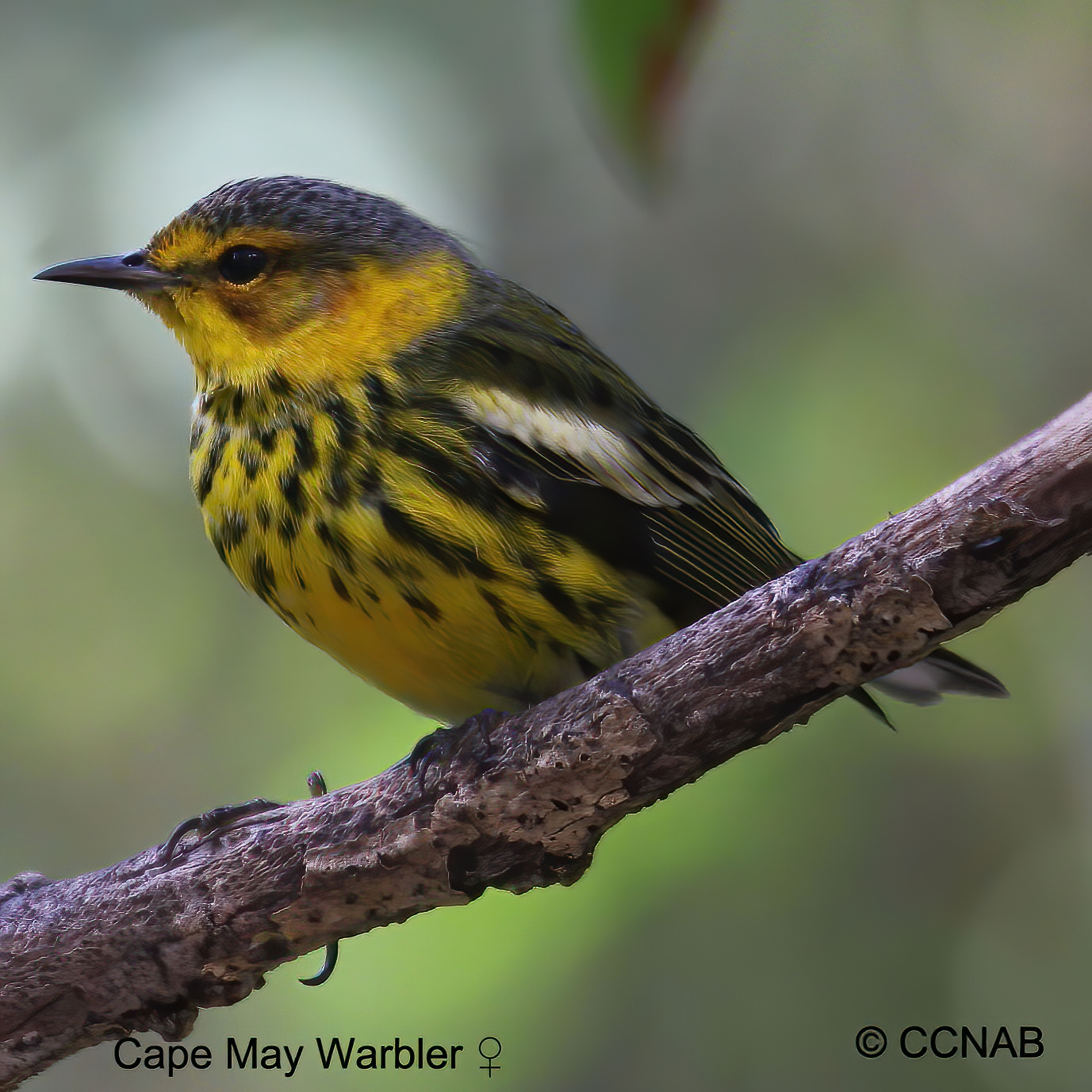 Birds of North America