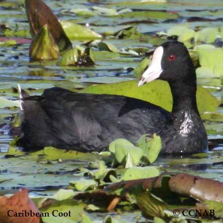 Birds of North America