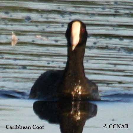 Caribbean Coot