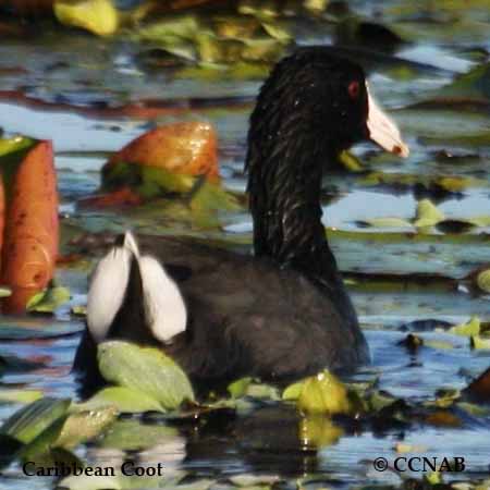 Caribbean Coot