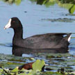 Caribbean Coot range map