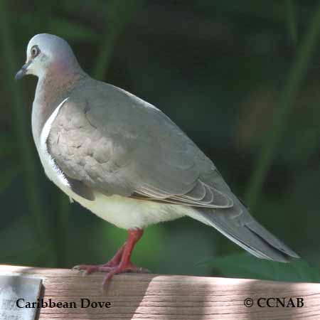 Caribbean Dove