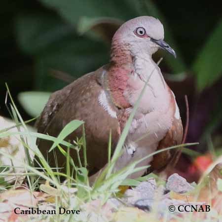 Caribbean Dove